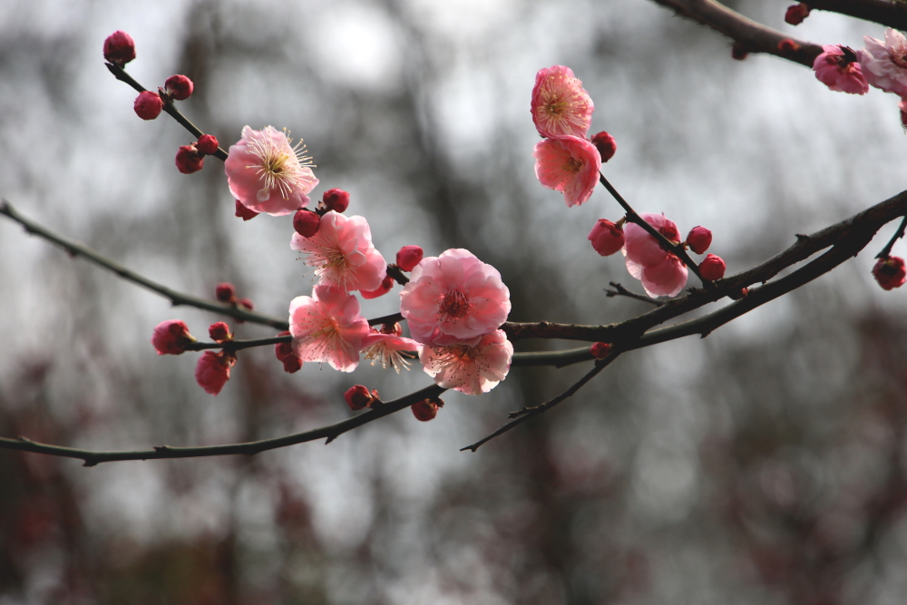 早春二月竖笛曲谱,早春二月笛子演奏