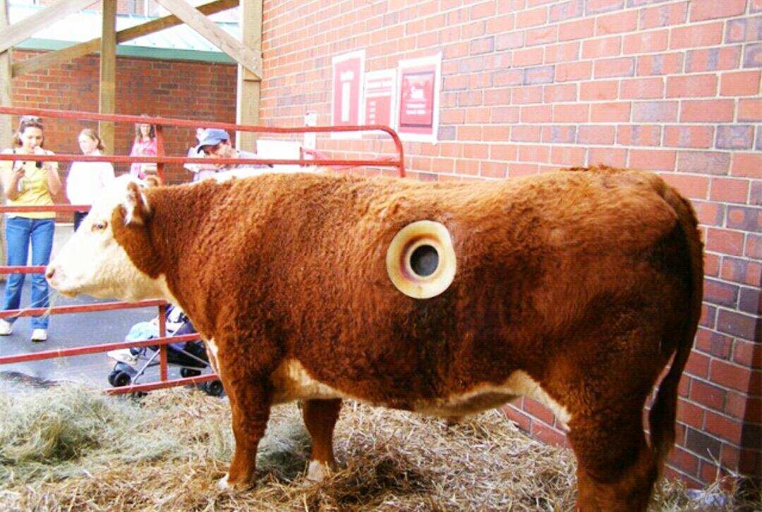 为什么人类会在牛身上安一个孔,牛身上开孔