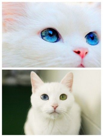 那年,那些喵,那些事