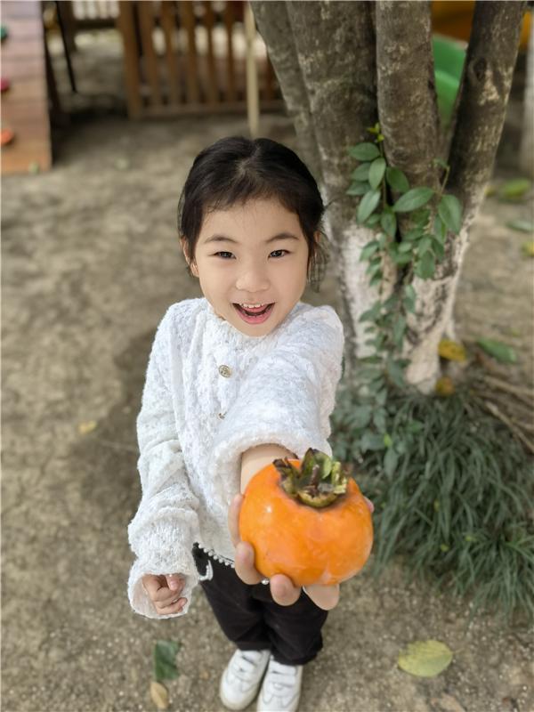 合肥市宿州路幼儿园:十月丰收秋味浓,香甜脆柿采摘忙