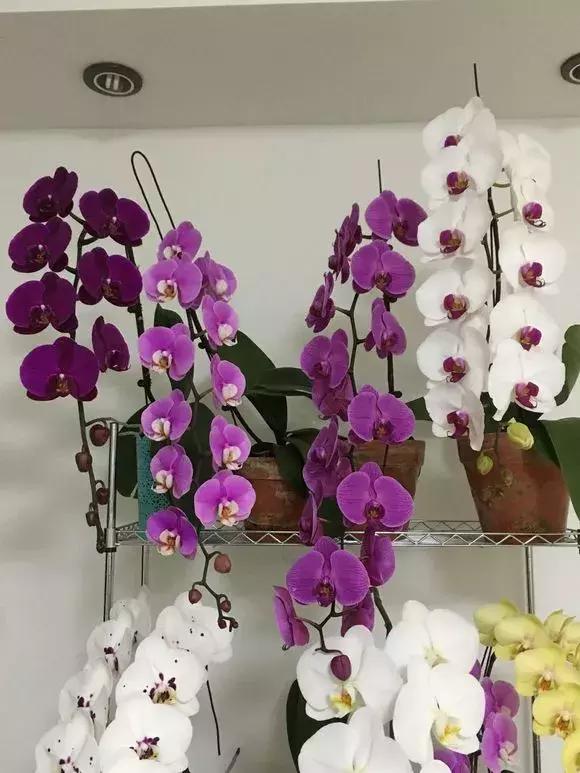 最好养爱开花的兰花,四季能开花的兰花有哪些