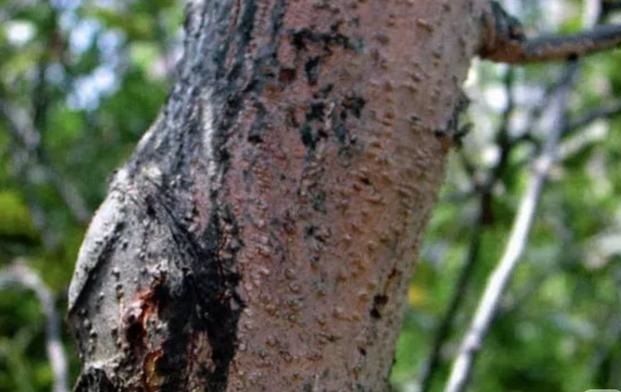 杨梅栽培技术与管理,杨梅种植管理技术