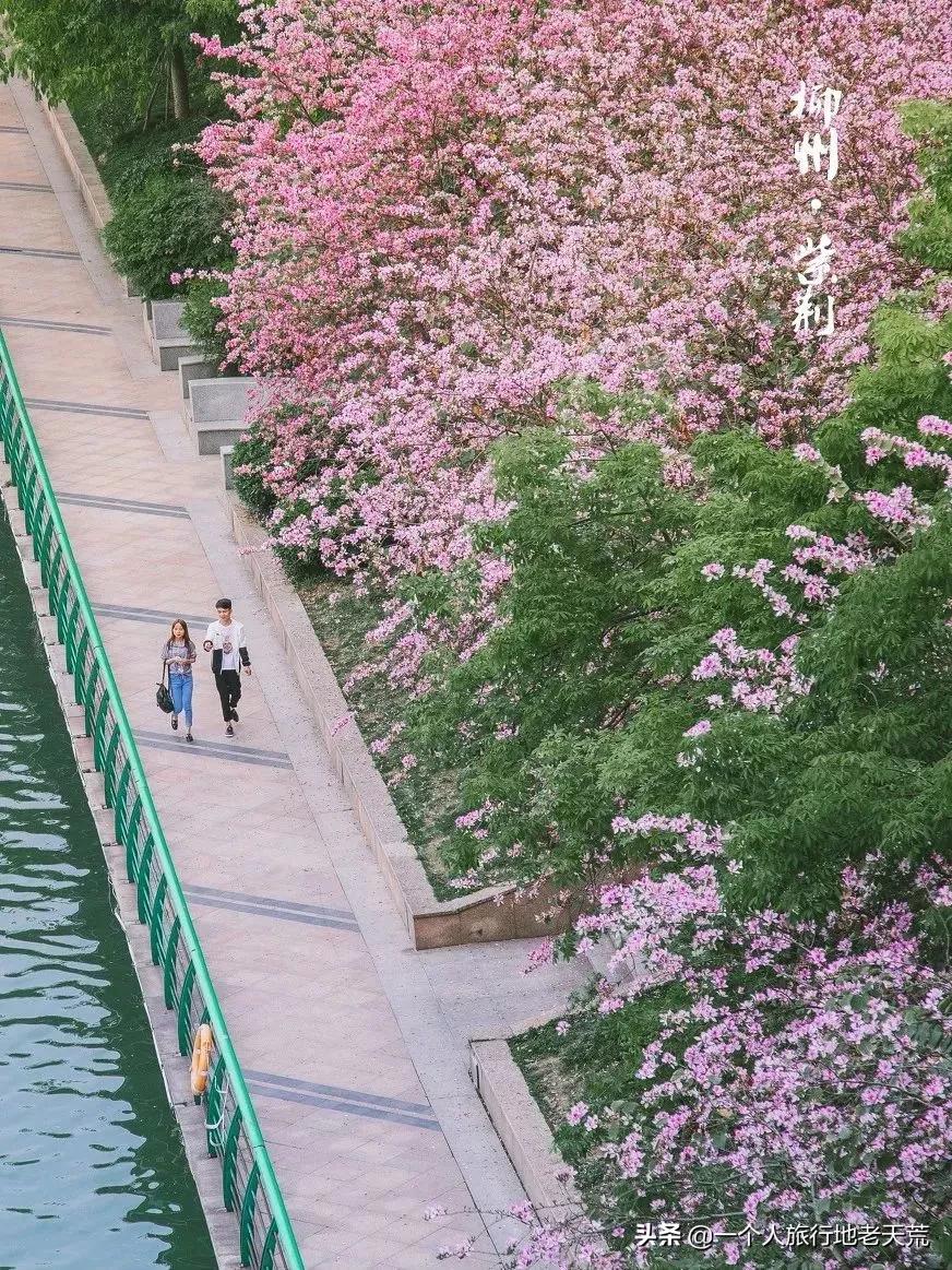 广西哪些城市是靠一碗粉火起来的,凭一碗螺蛳粉征服世界