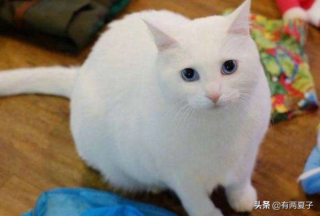 古代有哪些宠物猫品种名称,根据猫咪花色取名的猫品种
