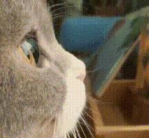 姐妹情深小猪佩奇表情包,无法自拔表情包小猪佩奇