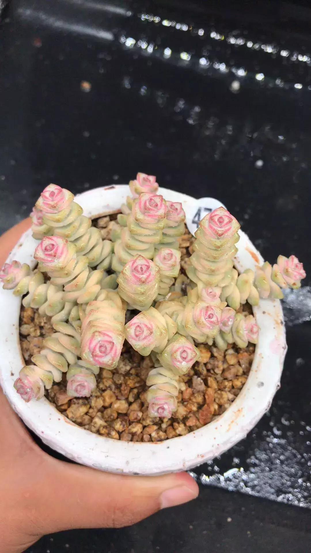 招财金钱木多肉怎么养,多肉钱串子风水摆放家里禁忌