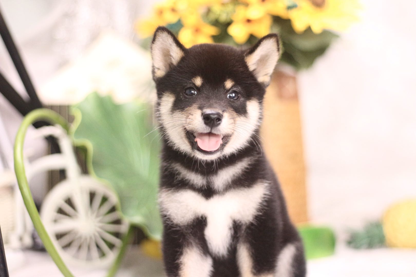 如何训练不听话的幼柴犬,柴犬如何训练听懂人话