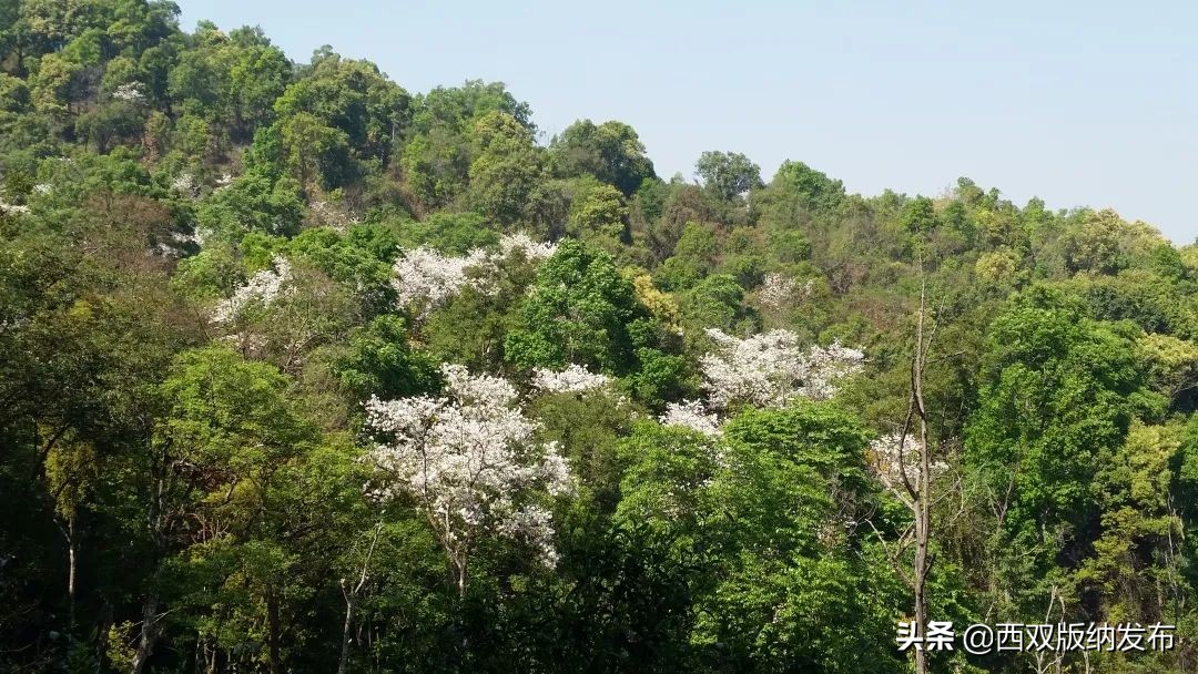 勐海旅游攻略自由行路线图,中国旅游日云南西双版纳