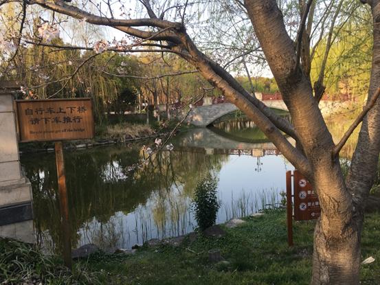 春天必打卡的樱花胜地顾村公园,顾村公园樱花照片视频