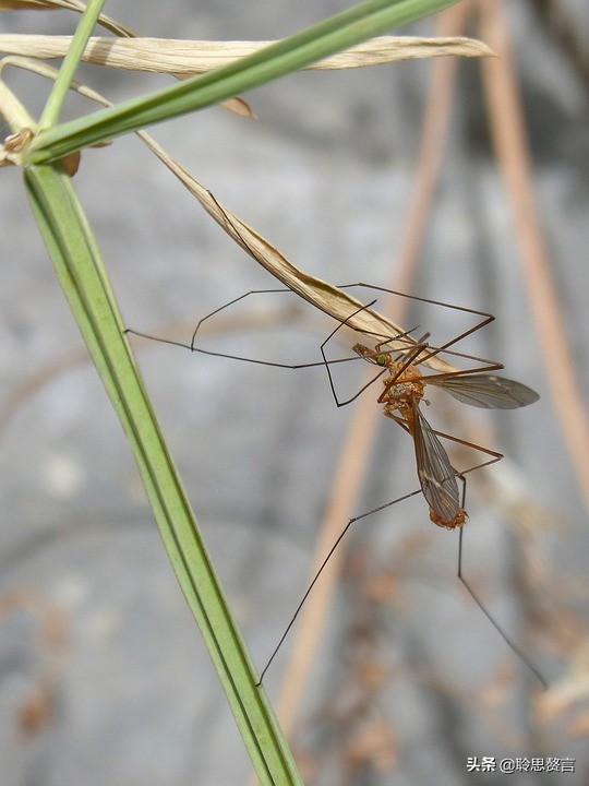 蚊子诗精选三十六首莫恨我心儿毒，只因你口儿馋
