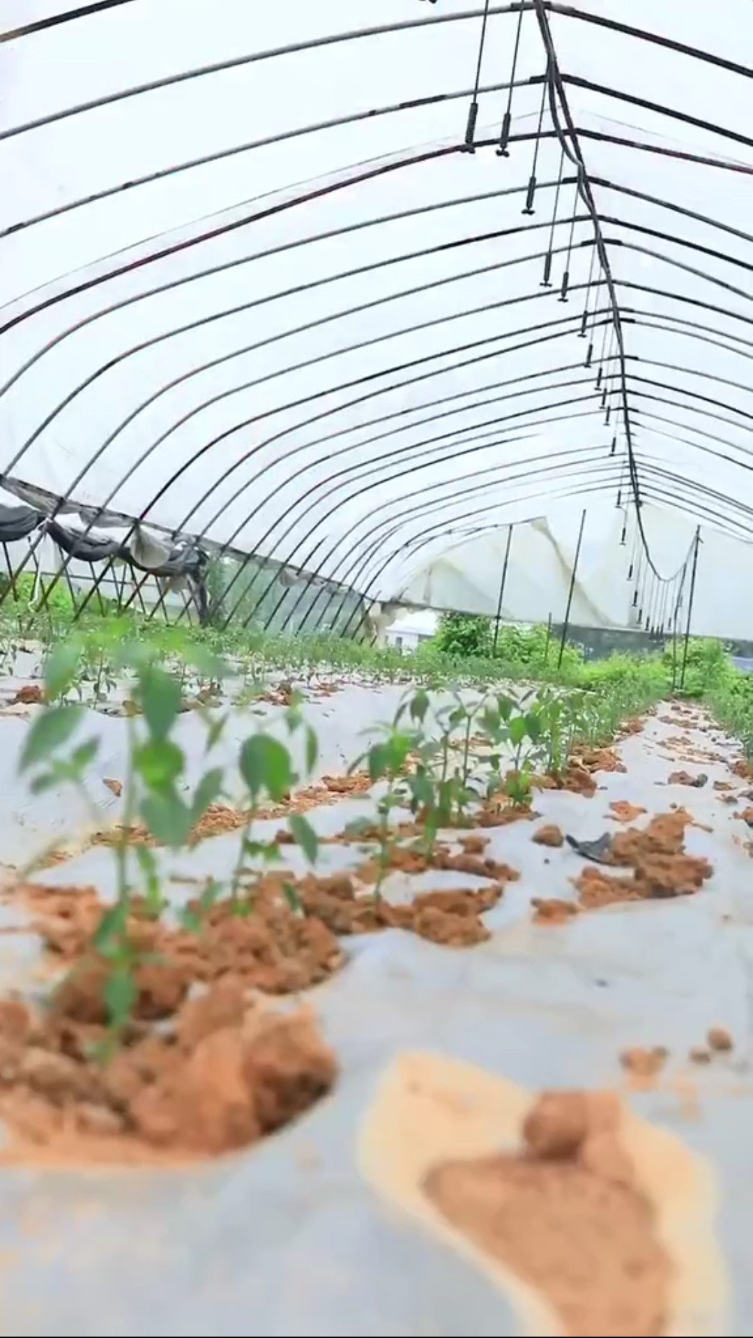 湖南农村小伙卖辣椒,80后小伙收购10吨蔬菜