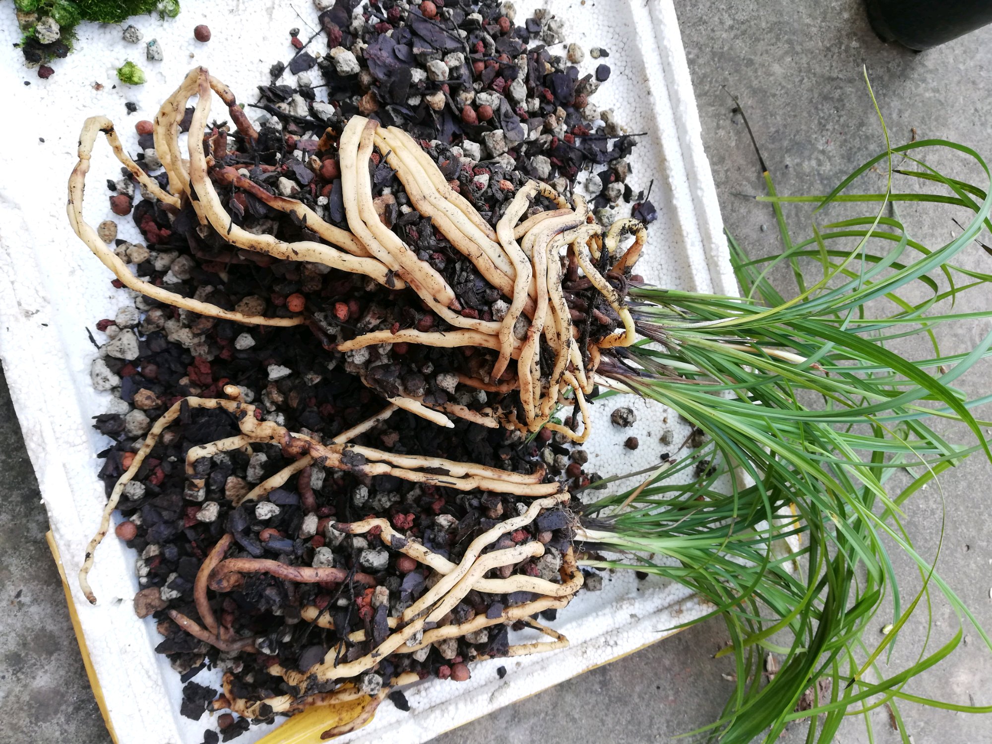 兰花上盆的正确方法和注意事项,兰花上盆时间及注意事项