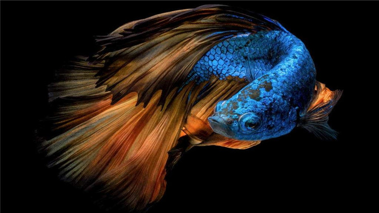 斗鱼生病要怎么治疗尾巴缺损,斗鱼越养越没活力了