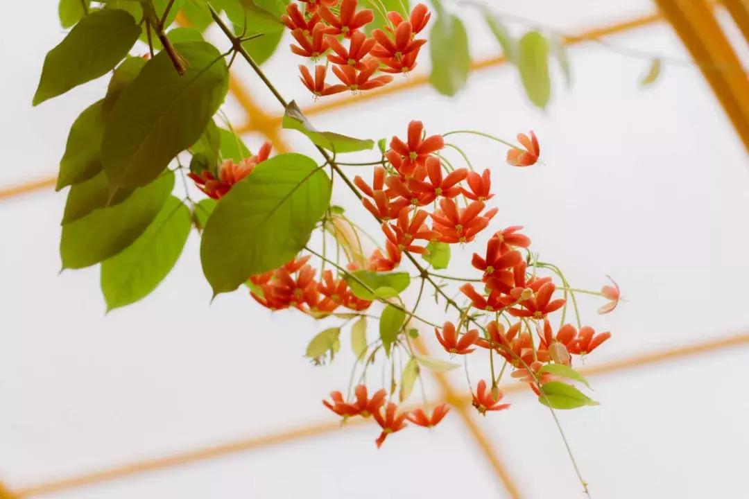 深圳哪里有摩天轮可以坐,深圳哪里有免费摩天轮