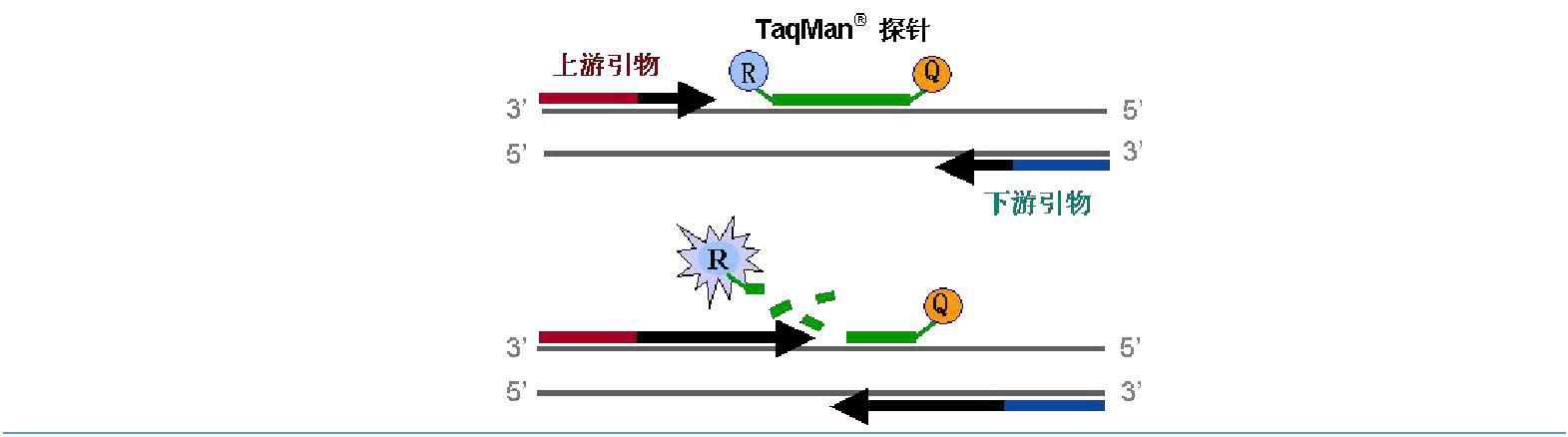 实时荧光定量PCR,实时荧光定量pcr正常值