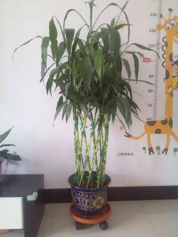 家里三种最旺财的花卉,家里招财旺宅的花