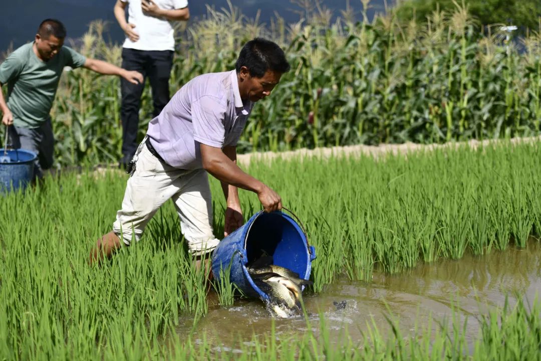 稻鱼养殖的问题有哪些,稻稻共生养什么鱼好