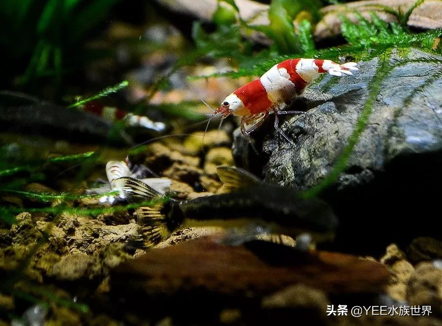 人工养殖虾最新价格,最新的观赏虾