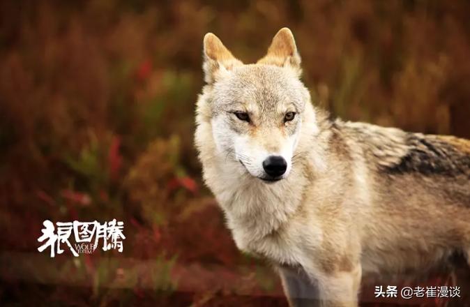 狼图腾对狼的赞美,狼图腾体现的人与自然和谐