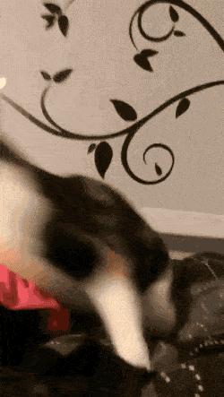 不能对猫咪做这三种事 (猫咪这三种行为一定要打)