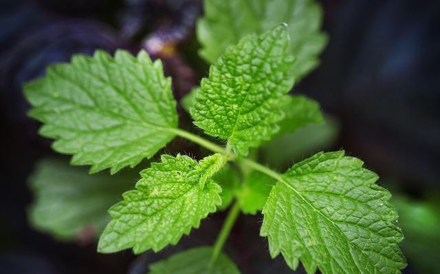 自己在家种薄荷盆栽,自己怎么在家里种植薄荷