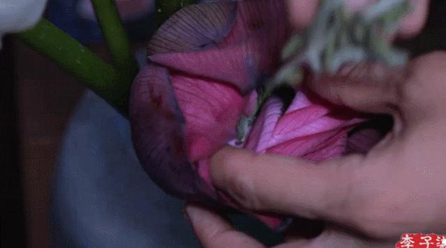 荷花的10种做法,荷花的吃法视频