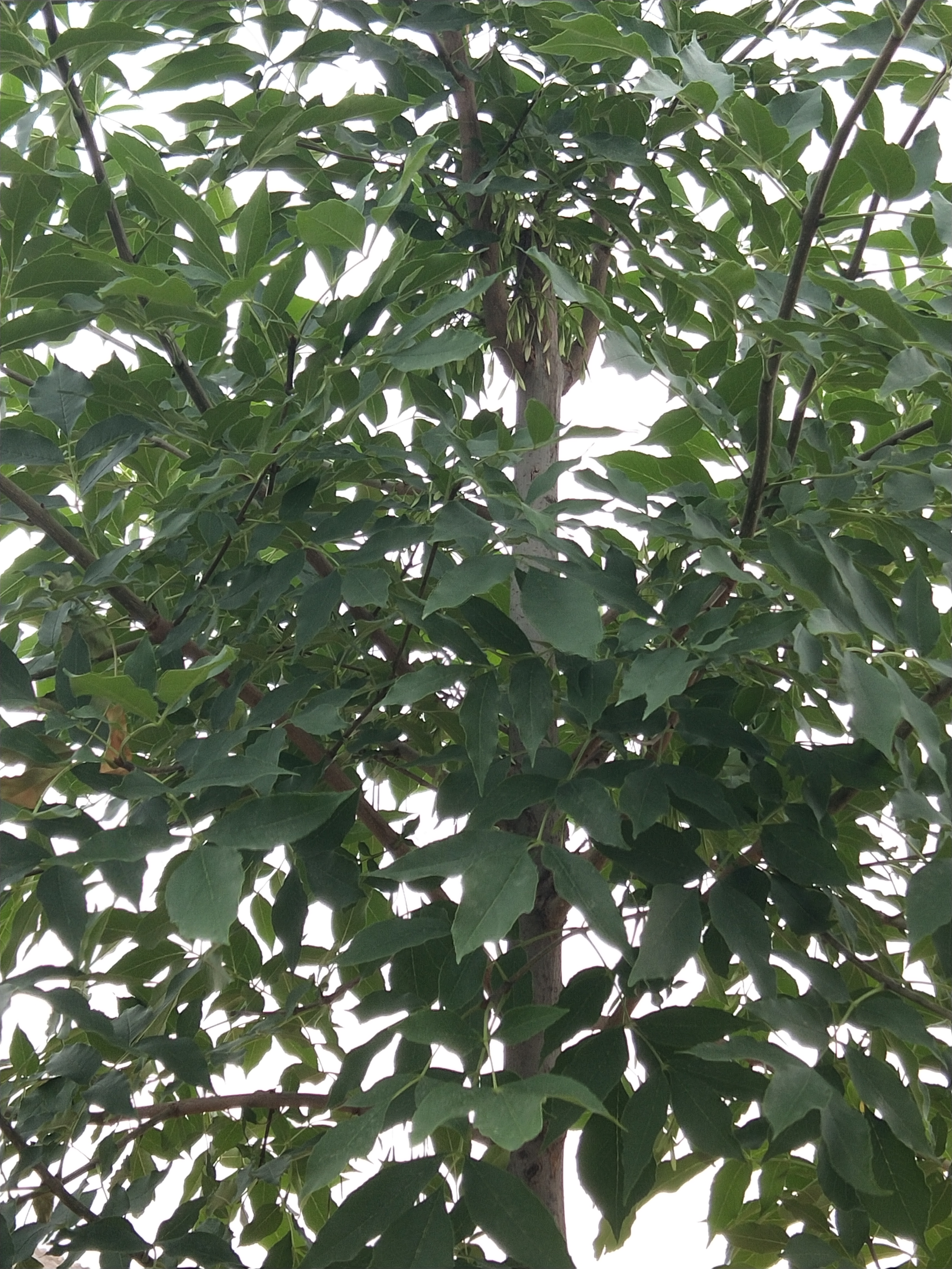 药用植物秦皮,秦皮和秦艽是同一味中药吗