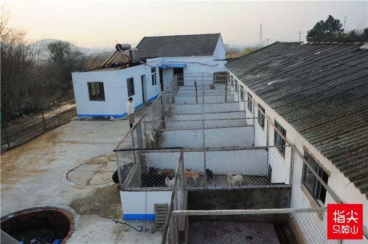 马鞍山流浪狗救助中心在哪里,曝光流浪狗救助真相