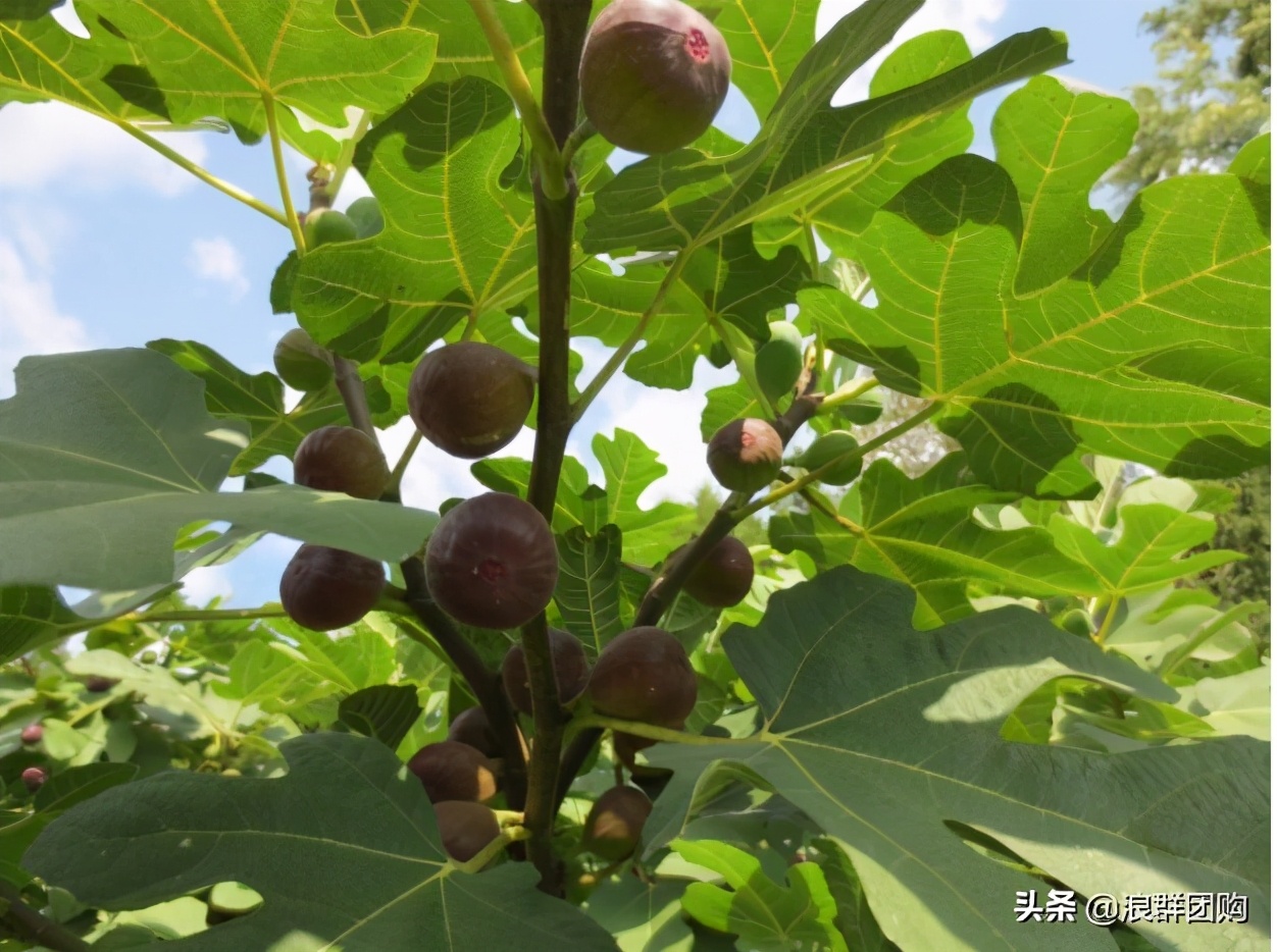 好吃无花果品种,丰产好吃的无花果推荐