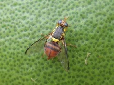 针蜂要怎么防治,瓜类针蜂有什么土法防治