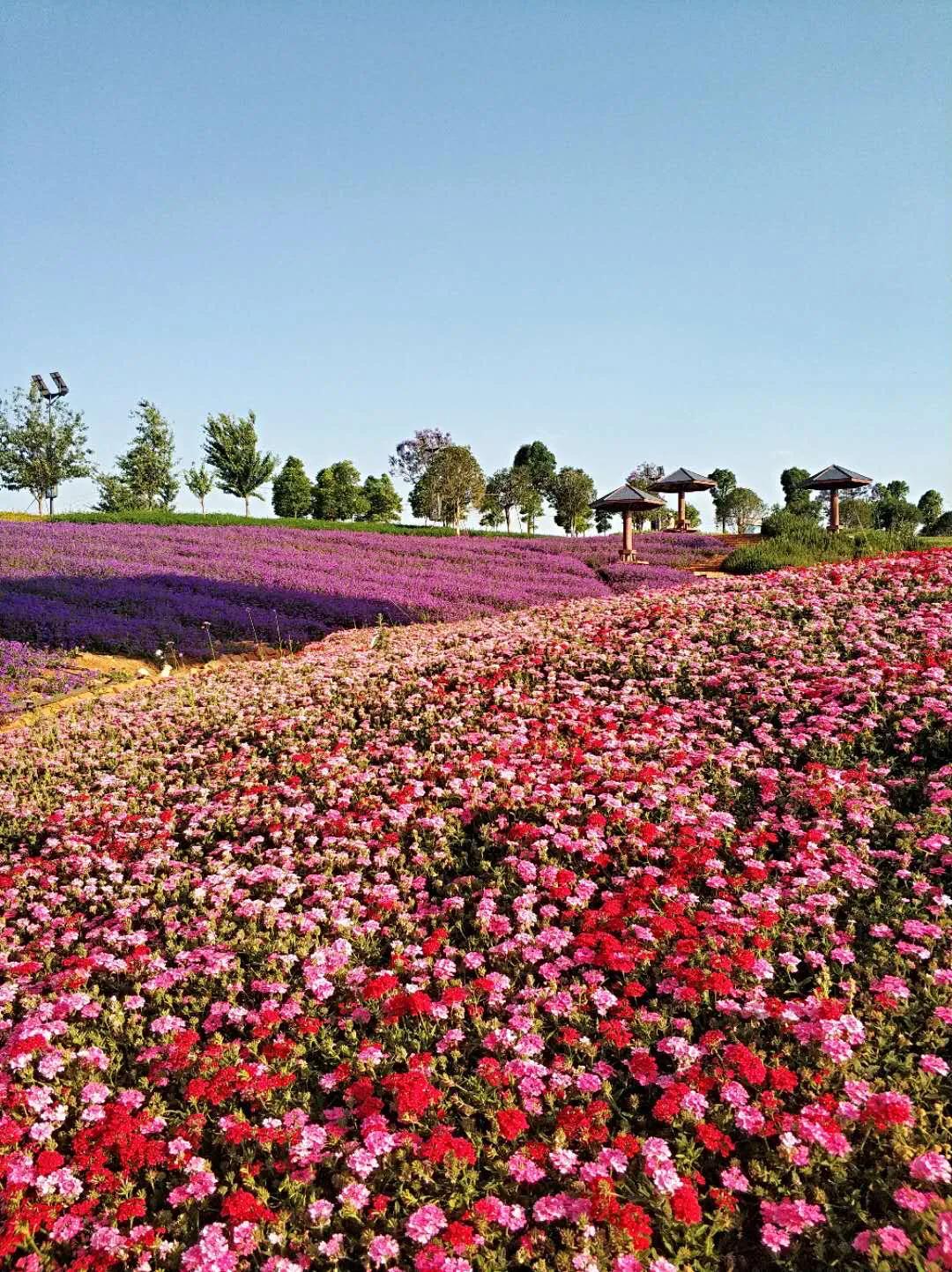 有一种花秋天种下冬天开花,有一种花秋天开的很漂亮是什么花
