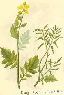 动物中药功效大全,中药药材大全及功效