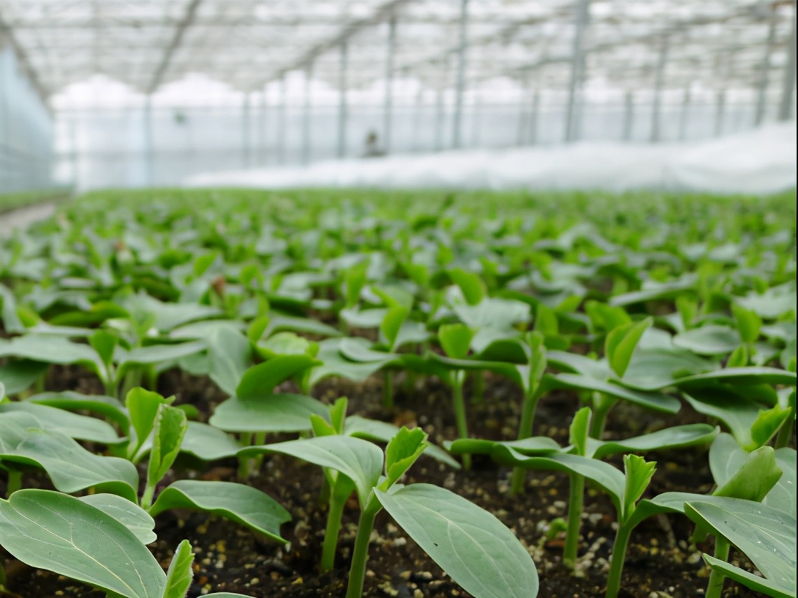 在幼苗期的西瓜如何管理可以高产,大棚西瓜苗如何管理