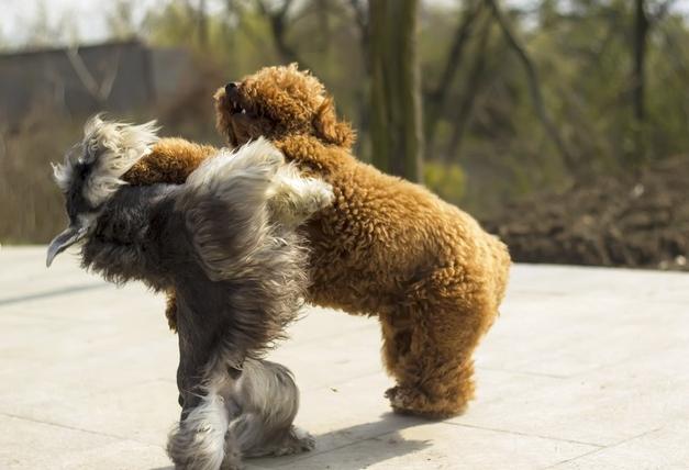 爱狗的女生性格特点雪纳瑞,雪纳瑞犬的性格