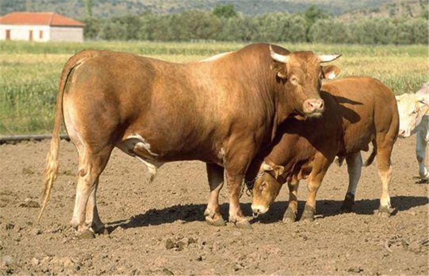 饲养黄牛的方法与技巧,黄牛养殖技术全过程