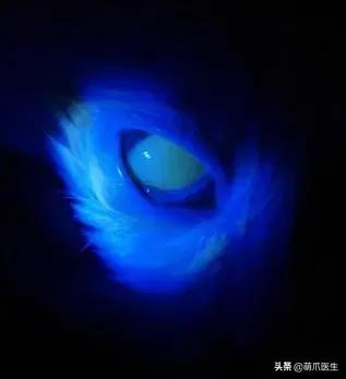 猫咪眼睛有分泌物怎么处理,猫咪眼部常见的疾病及日常护理