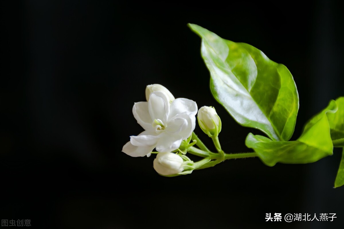 常见野菜的种类和图片大全 (各种野菜大全带图片)