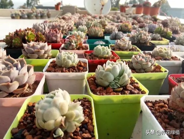 公共楼顶养多肉怎么防盗,多肉放楼顶会不会夏天晒死