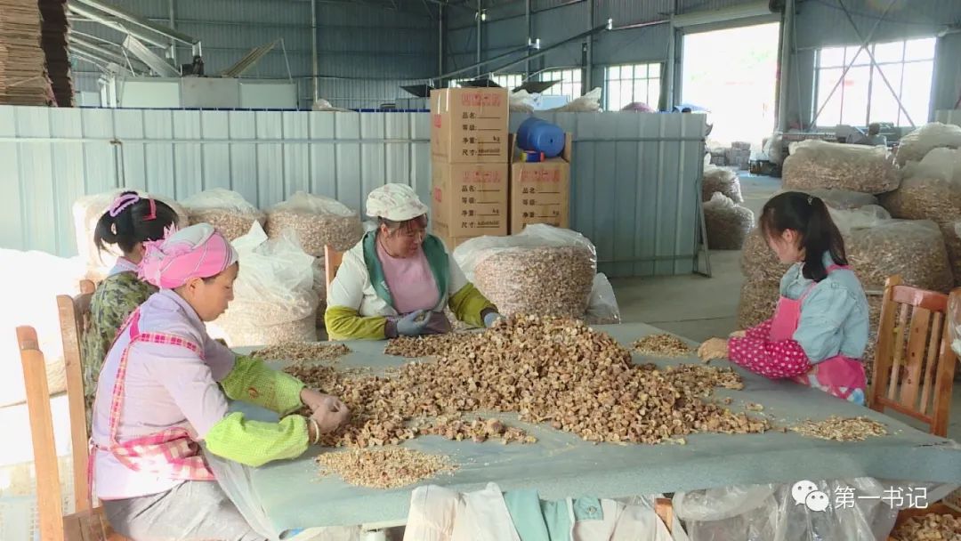 食用菌产业为贫困户撑起致富伞,菇中精品椴木香菇
