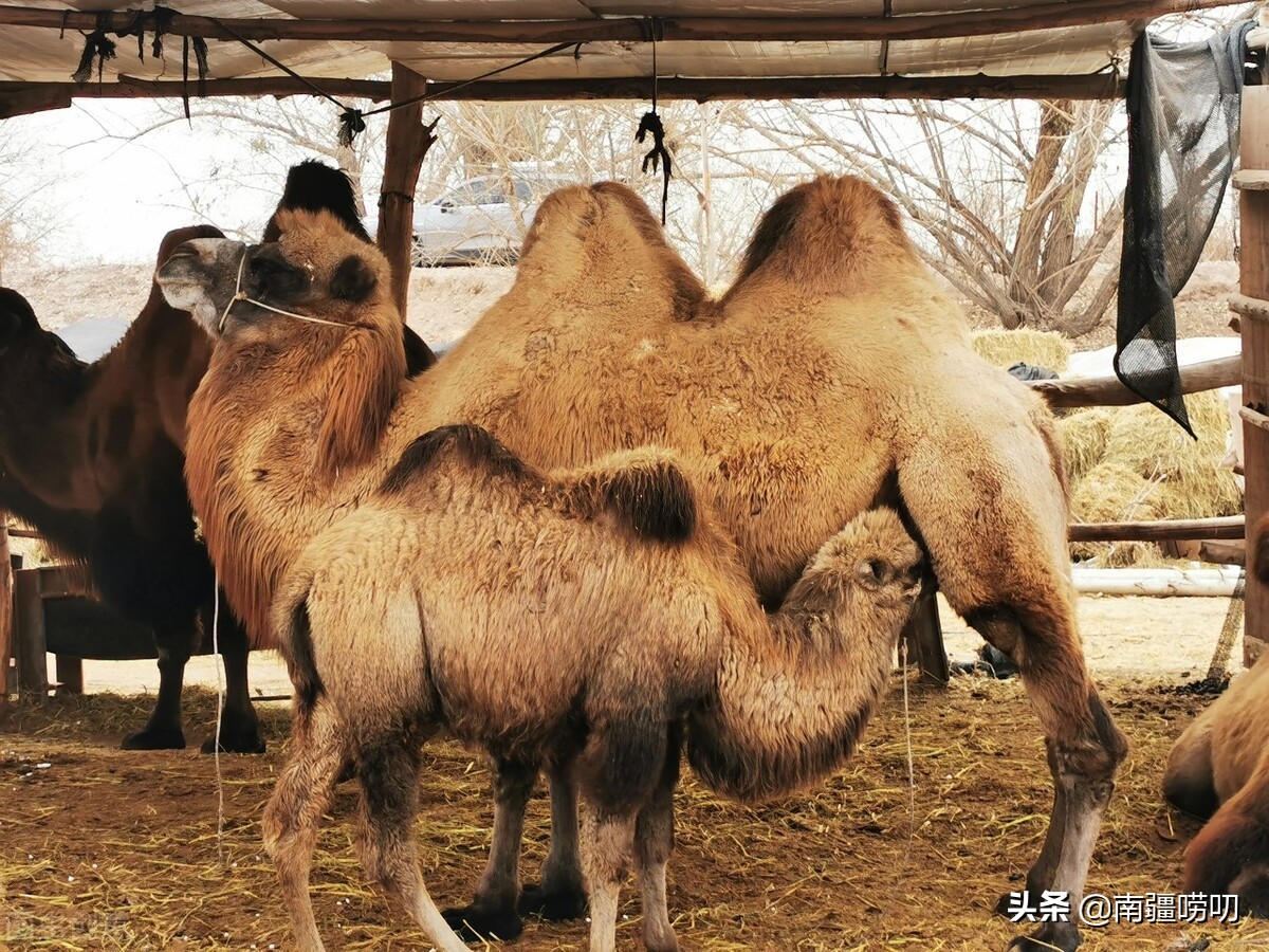 养生的食物你有吃吗,养生的食品补品