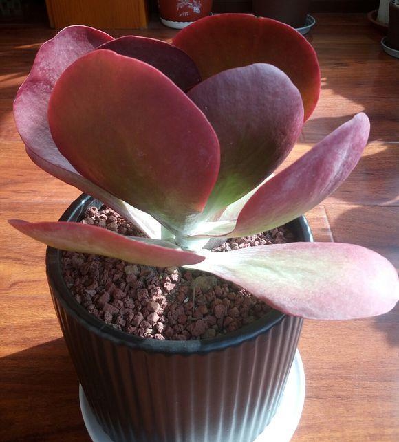 多肉唐印怎么养好看,多肉唐印的养殖方法和注意事项