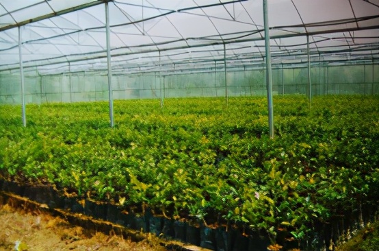 四会哪里有沙糖桔种植基地,四会桔子小镇沙糖桔