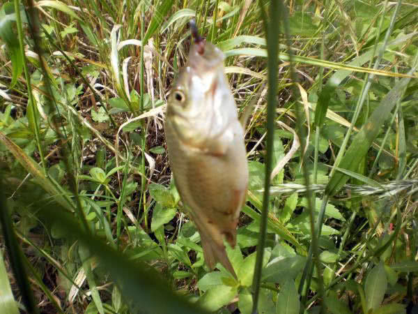 夏季钓野河怎样选钓位,初夏钓野鲫怎么选钓点