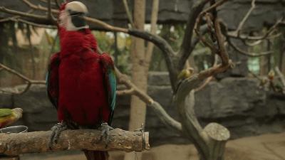 鹦鹉为什么能够模仿人类的语言,鹦鹉会模仿人类的动作吗