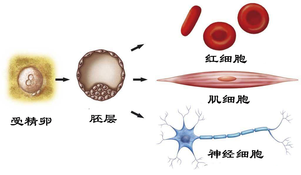 揭秘伤口如何愈合的,伤口是如何愈合的告诉小朋友