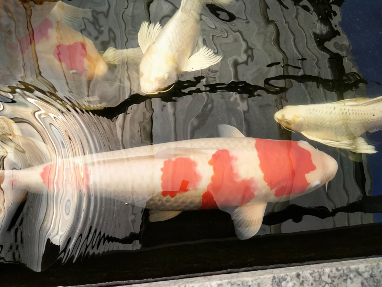 观赏鱼最好养的品种不需要经常喂,觉得自己养的观赏鱼不好看