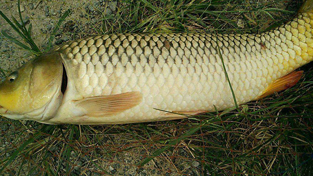 为什么自制的饵料钓不上来,自己做的饵料怎么没有鱼上钩