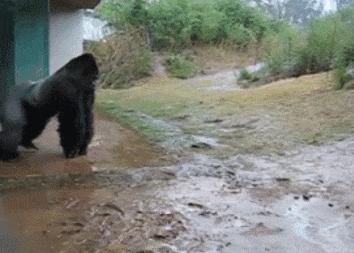 搞笑鸡下蛋恶搞图片,鸡图搞笑图片