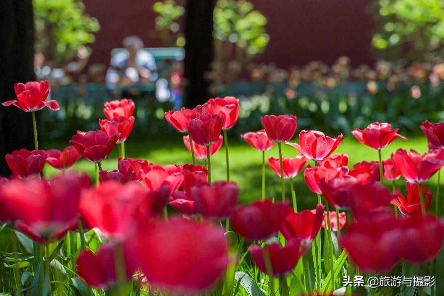 郁金香诗句经典五言,郁金香古诗词