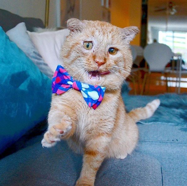 房东不准养猫谁能把猫领养,租房时房东不让养猫然后发了图片